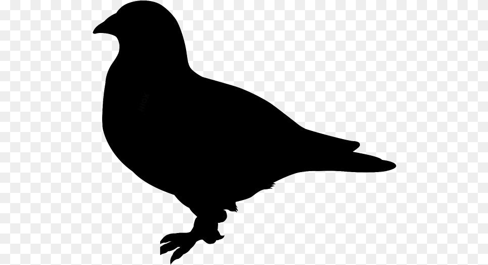 Transparent Pigeon Clipart Pigeon Crow, Silhouette, Animal, Bird Png Image