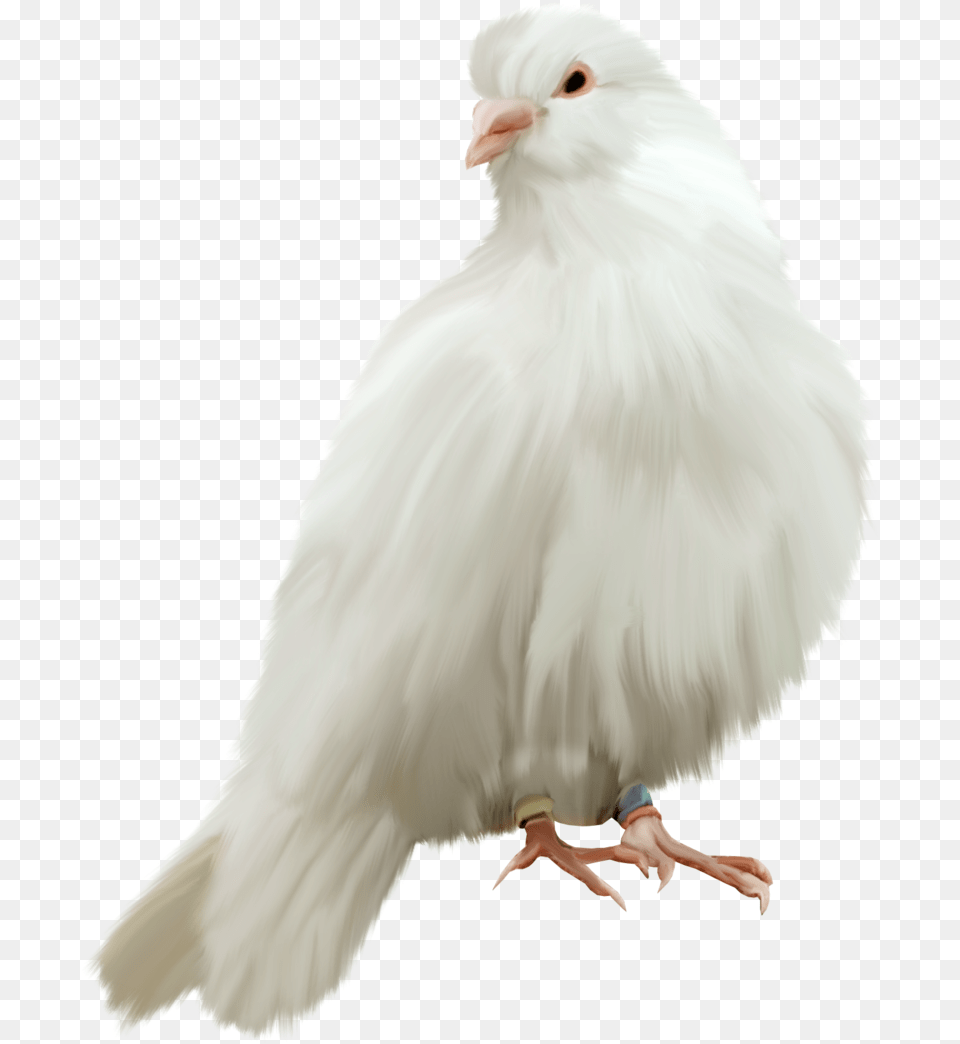 Transparent Pigeon White Pigeon Hd, Animal, Baby, Bird, Person Free Png