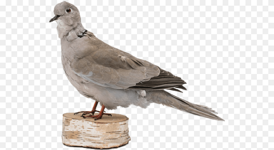 Transparent Pigeons, Animal, Bird, Pigeon, Dove Free Png Download