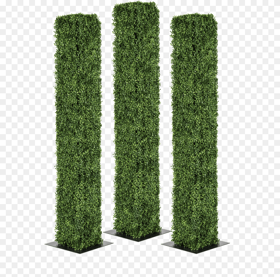 Transparent Pillars Hedge, Fence, Plant, Tree, Conifer Png Image