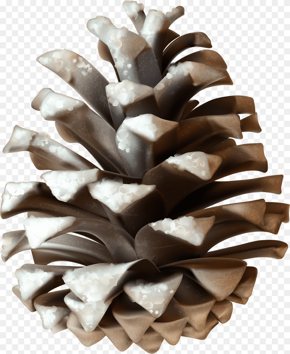 Transparent Pine Bough Winter Pine Cone Png Image