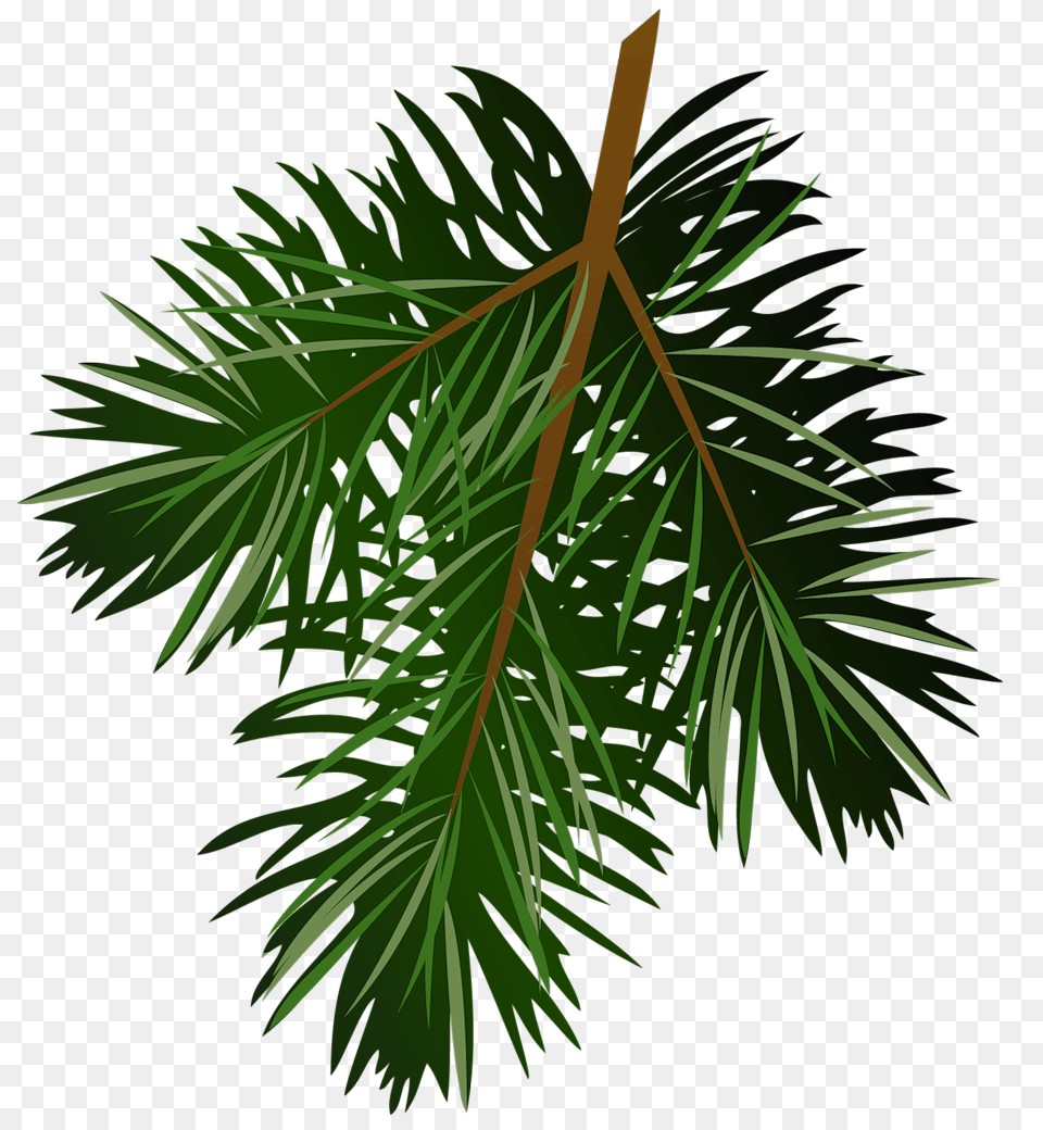 Transparent Pine Branch, Green, Leaf, Plant, Tree Free Png