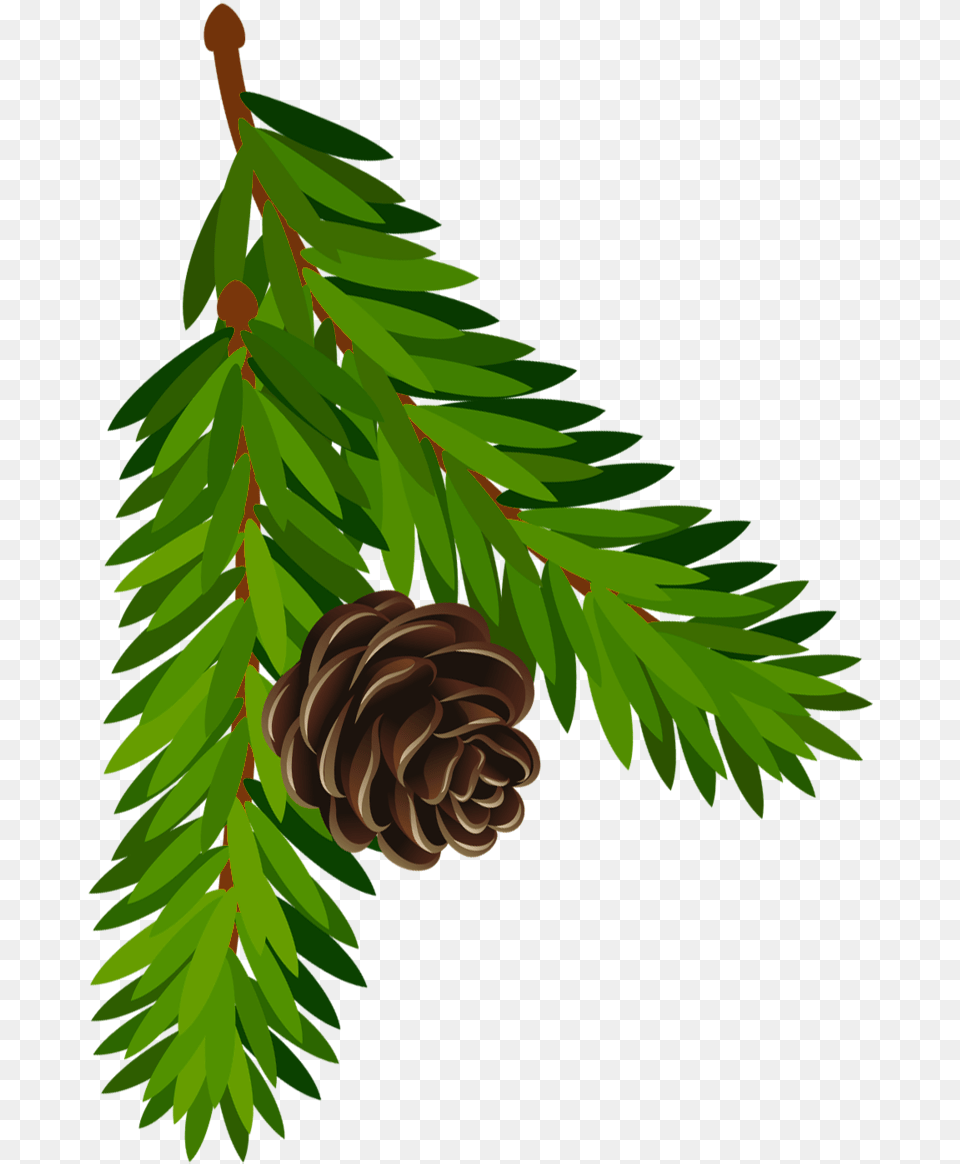 Transparent Pine Branch With Cone Artu200b Gallery Tree Cone, Conifer, Larch, Plant, Fir Png Image
