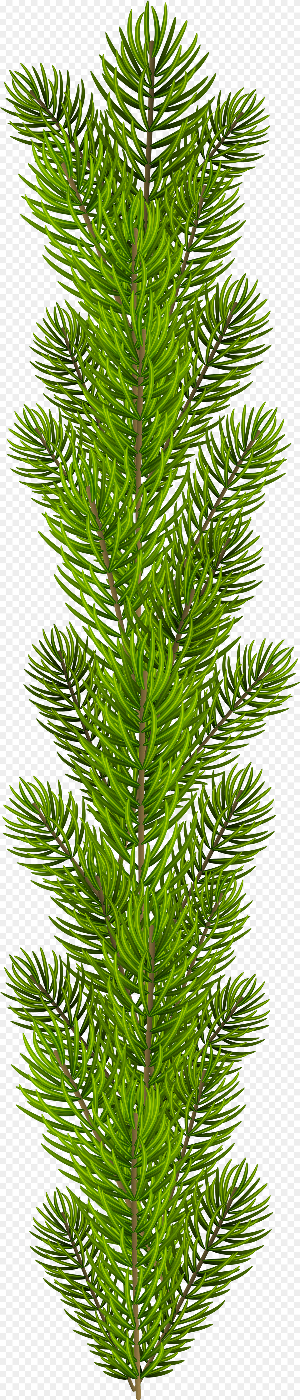 Transparent Pine Branches Clipart Pine Tree Branches Free Png Download