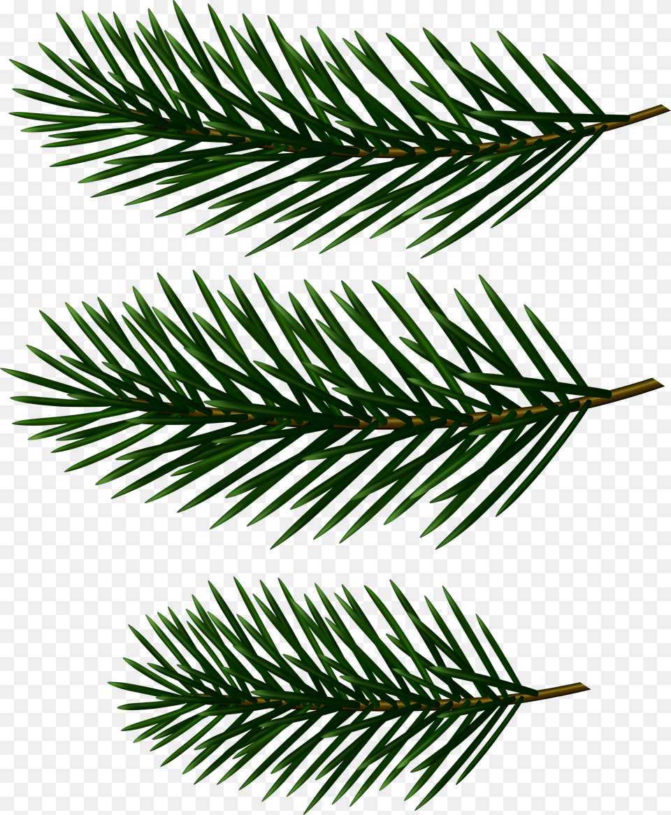 Transparent Pine Clipart Pine Tree Branch Clip Art Free Png Download