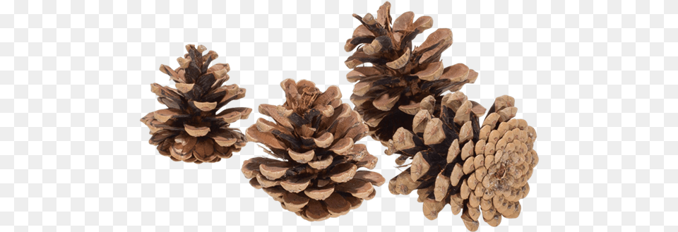 Transparent Pine Cone, Conifer, Plant, Tree, Larch Free Png