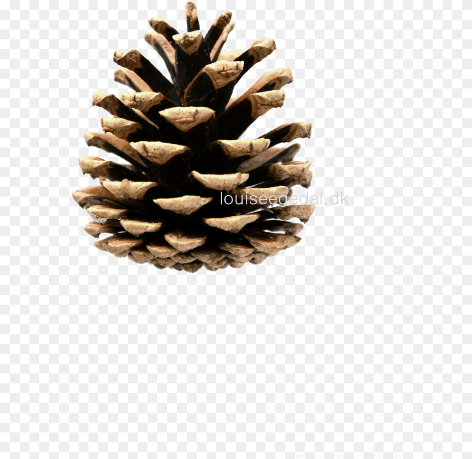 Transparent Pine Cone Clip Art Pinecone Clipart, Conifer, Plant, Tree Free Png