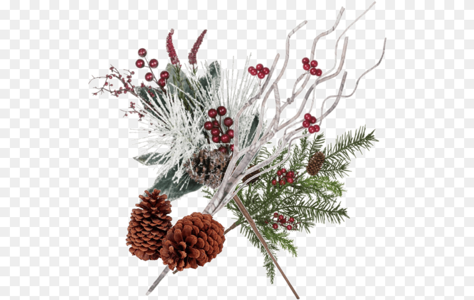Pine Cones Winter Pine Cone Background, Ice, Plant, Tree, Conifer Free Transparent Png