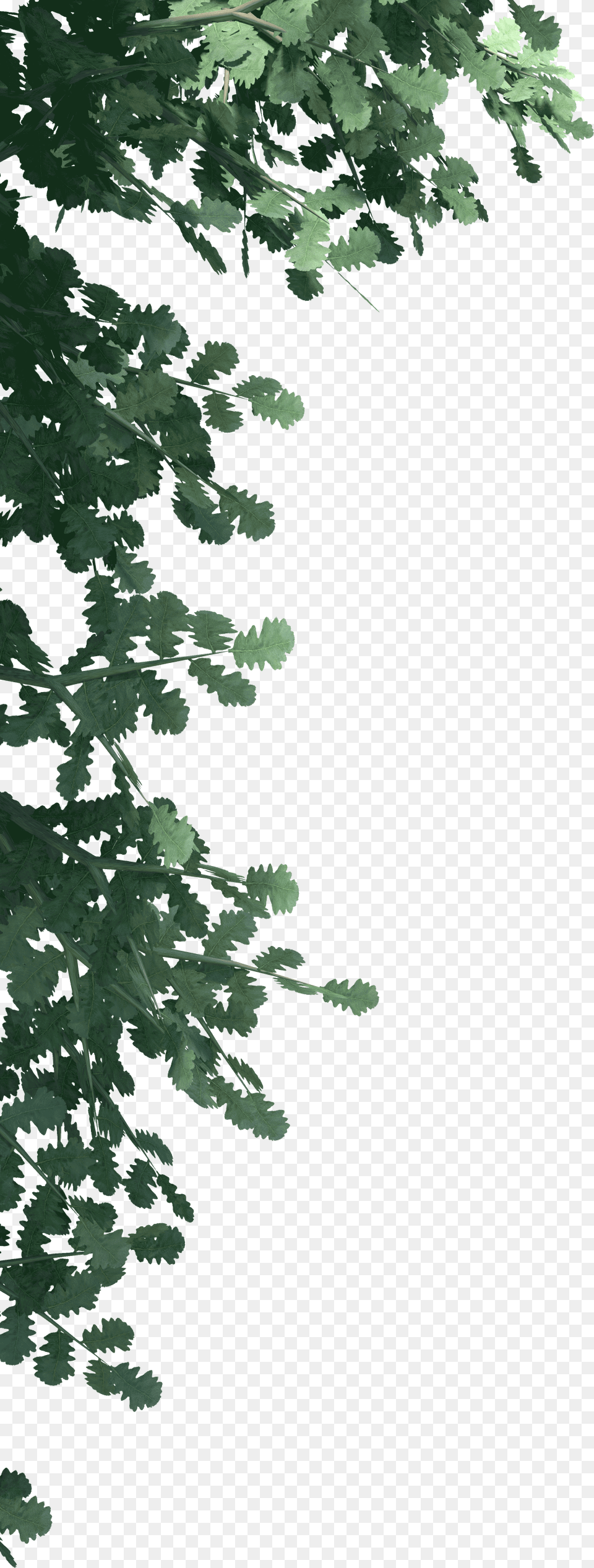 Transparent Pine Leaves Pond Pine, Green, Plant, Vegetation, Leaf Free Png Download