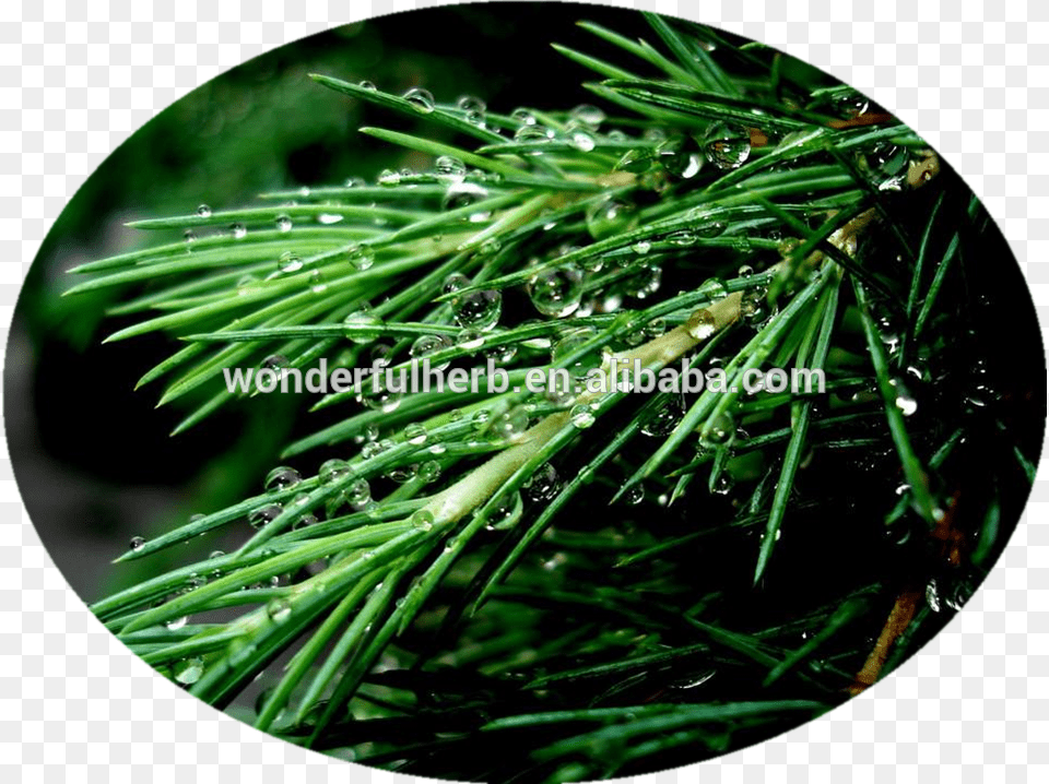 Transparent Pine Needles Evergreen, Conifer, Fir, Plant, Tree Free Png