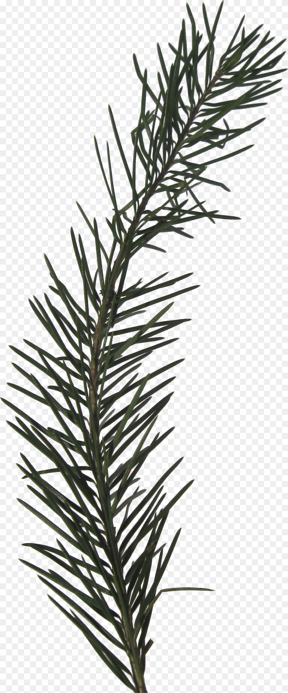 Transparent Pine Sprig, Conifer, Fir, Plant, Tree Png Image