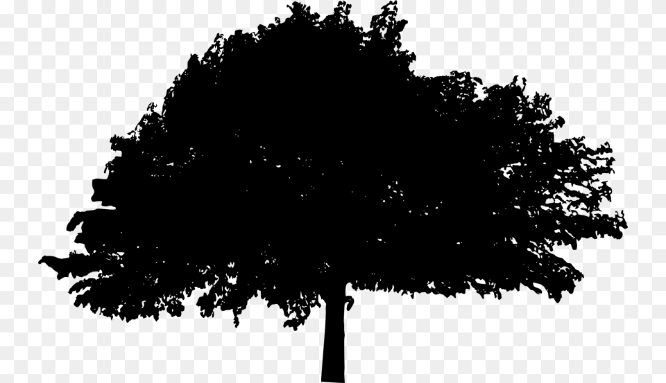 Transparent Pine Tree Silhouette, Oak, Plant, Tree Trunk, Green Png