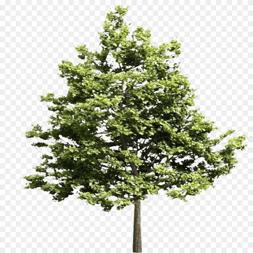 Transparent Pine Tree Top View Tree Models Vray Oak, Plant, Sycamore, Maple Free Png Download