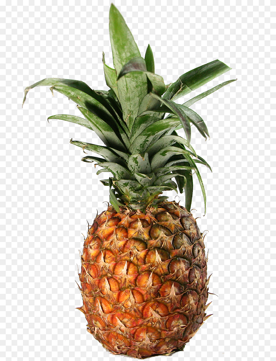 Transparent Pineapple Pineapple, Food, Fruit, Plant, Produce Free Png Download