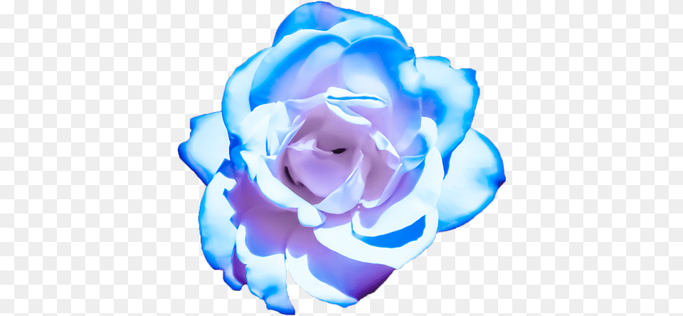 Pink Blue Rose Design Tote Bag Rose, Flower, Plant, Petal Free Transparent Png