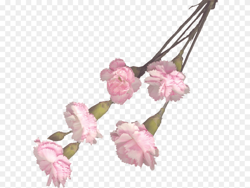 Transparent Pink Carnation, Flower, Plant, Rose Free Png Download