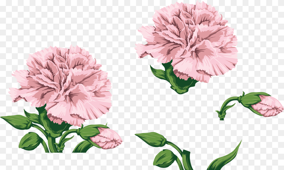 Transparent Pink Carnation Clip Art Transparent Carnation Clipart, Flower, Plant, Rose Free Png Download