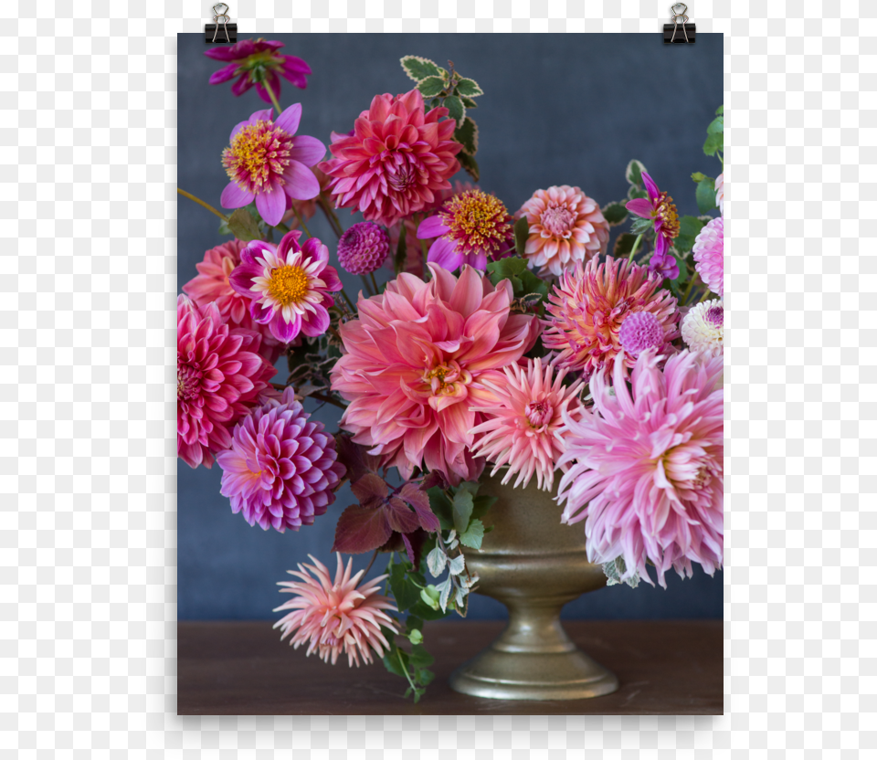 Transparent Pink Curtain Chrysanths, Dahlia, Flower, Flower Arrangement, Flower Bouquet Png Image