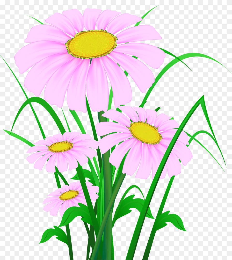 Transparent Pink Daisies, Daisy, Flower, Plant Png Image