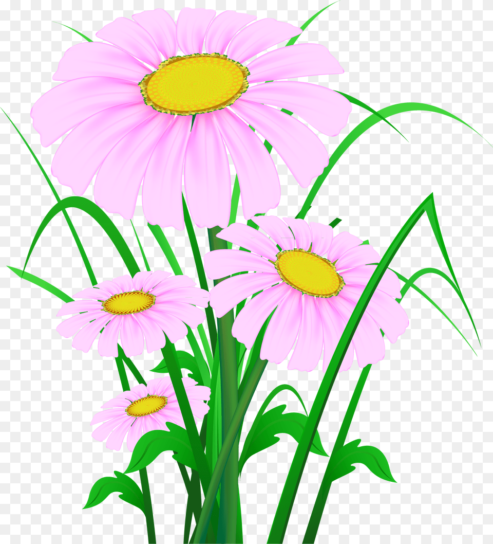 Pink Daisies Clipart Kartini S Cvetya I Peperudi, Daisy, Flower, Plant Free Transparent Png