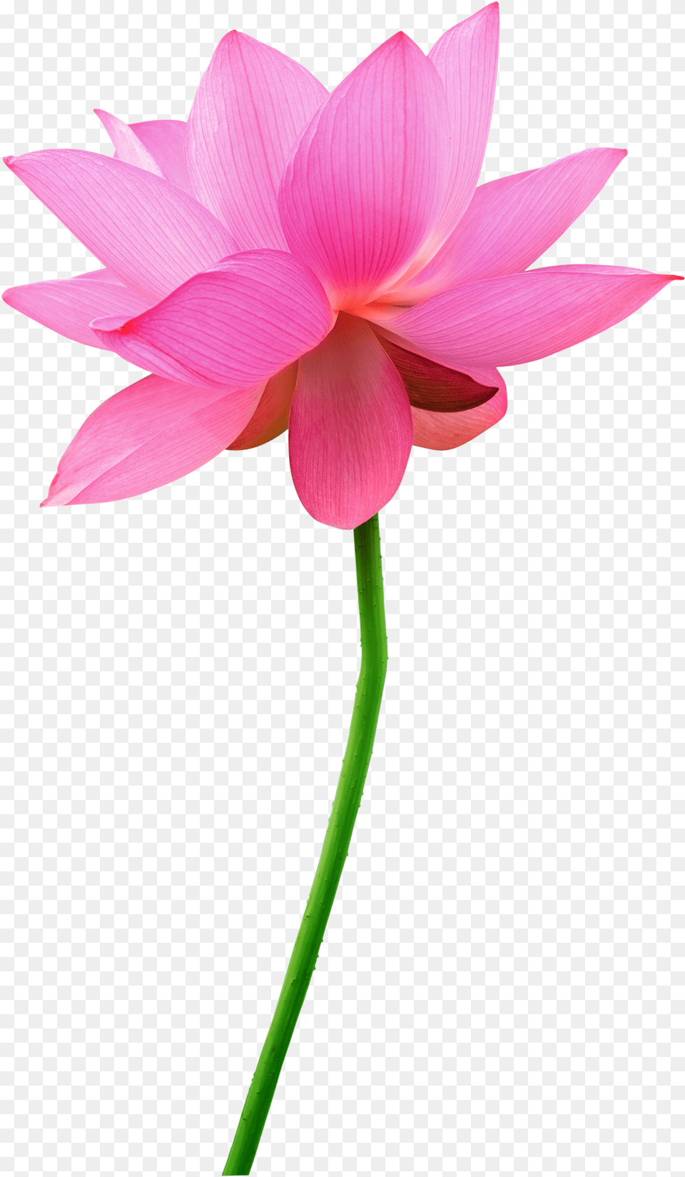 Transparent Pink Daisy, Dahlia, Flower, Petal, Plant Png