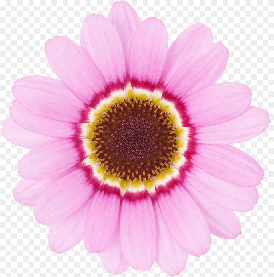 Transparent Pink Daisy, Anemone, Flower, Petal, Plant Free Png Download