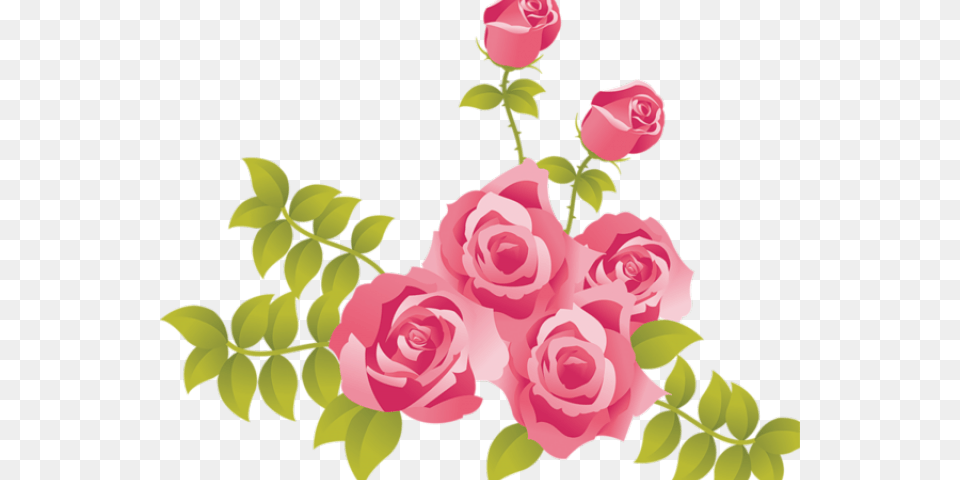 Transparent Pink Floral Clipart Pink Roses Clipart, Art, Plant, Graphics, Flower Png Image