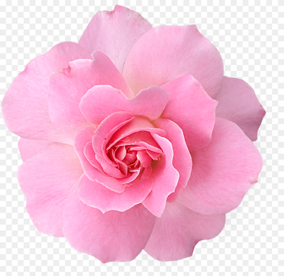 Transparent Pink Flower, Petal, Plant, Rose, Geranium Free Png Download