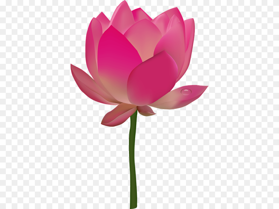 Pink Flower Emoji Flower Clipart Background, Petal, Plant, Dahlia, Rose Free Transparent Png