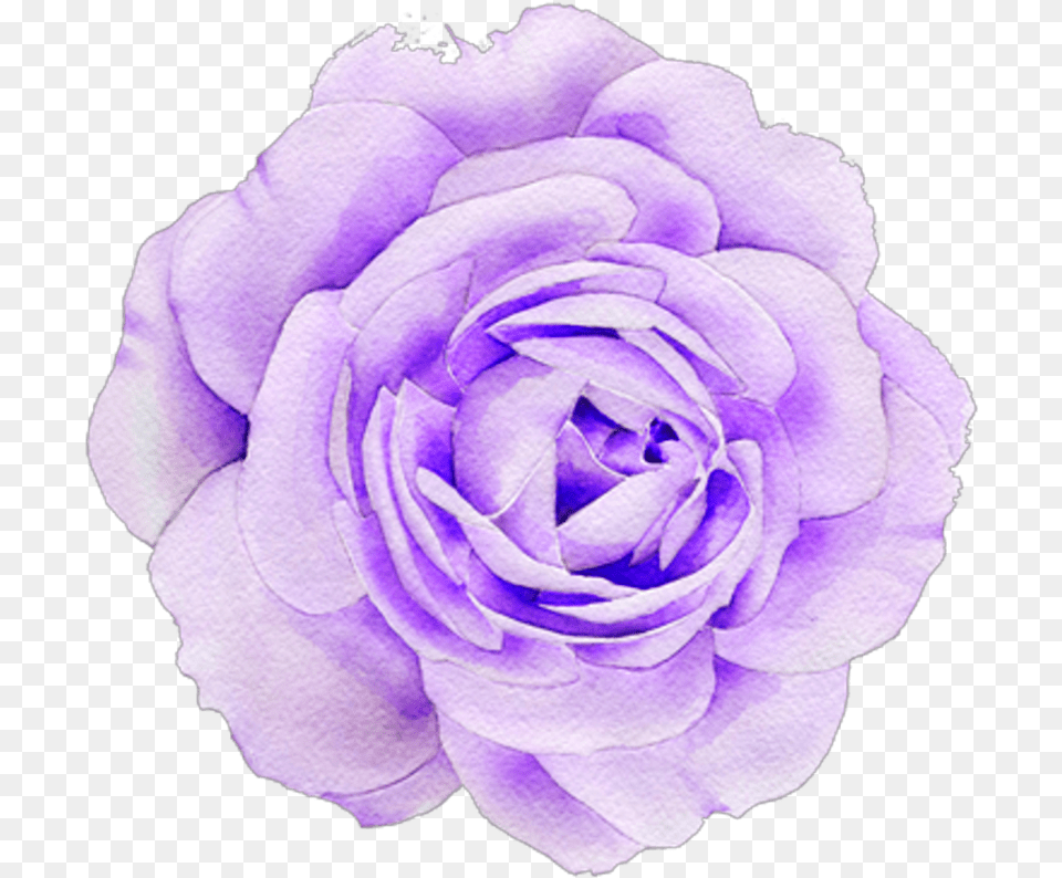 Transparent Pink Flower Tumblr Purple Flowers Aesthetic Stickers, Plant, Rose, Geranium, Petal Free Png Download