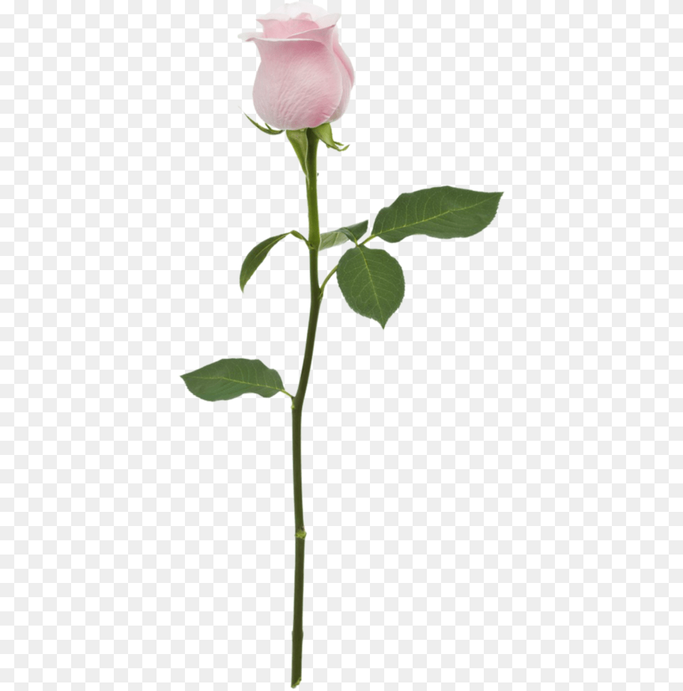 Pink Flower With Stem Clipart Flower With Stem, Plant, Rose, Petal Free Transparent Png