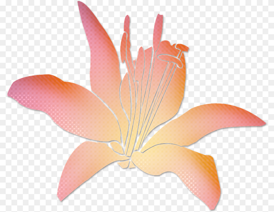 Transparent Pink Flowers Lily, Anther, Flower, Plant, Petal Free Png Download