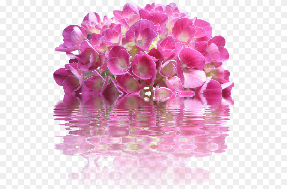 Transparent Pink Hydrangea, Flower, Flower Arrangement, Flower Bouquet, Geranium Free Png