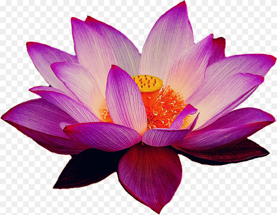 Transparent Pink Lotus Flower Clipart Lotus Flower Transparent, Dahlia, Petal, Plant, Lily Png
