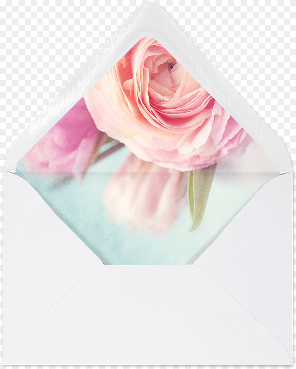 Transparent Pink Peony Hybrid Tea Rose, Flower, Petal, Plant, Envelope Free Png Download