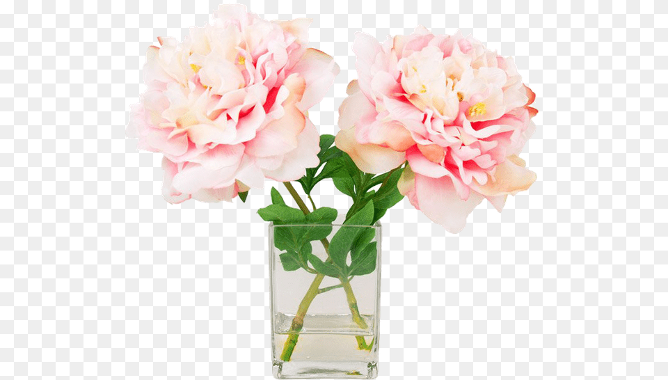 Transparent Pink Peony Peony Water Vase, Flower, Flower Arrangement, Plant, Carnation Free Png Download