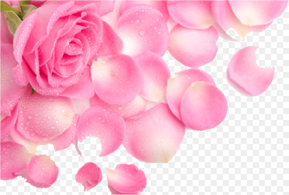 Transparent Pink Petals, Flower, Petal, Plant, Rose Png Image