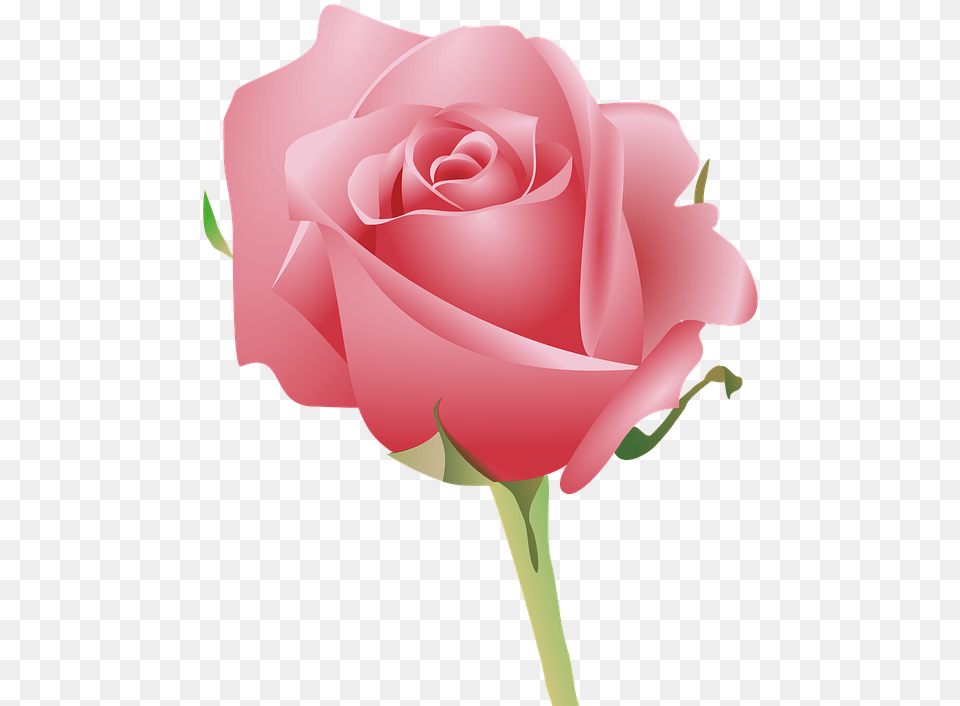 Transparent Pink Petals Pink Rose With Good Morning, Flower, Plant Png Image