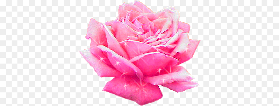 Transparent Pink Rose Gif Rosa Damascena, Flower, Petal, Plant Png