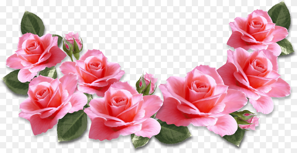Transparent Pink Rose Pink Roses Transparent, Flower, Plant, Petal, Flower Arrangement Png