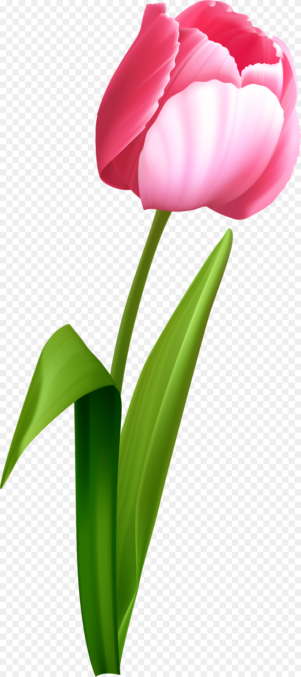 Transparent Pink Roses Clipart Transparent Background Tulip, Flower, Plant Png