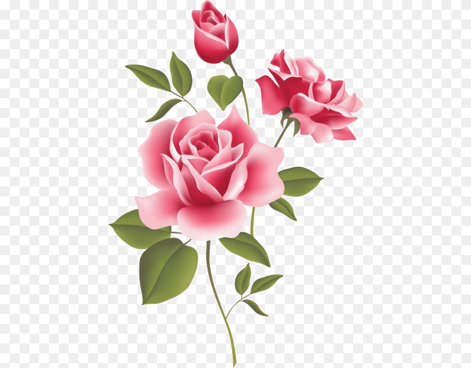 Transparent Pink Roses Rose Clipart Rosa, Flower, Plant, Food, Fruit Png Image