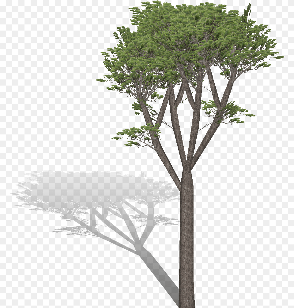 Transparent Pino Fog, Plant, Tree, Tree Trunk Png Image