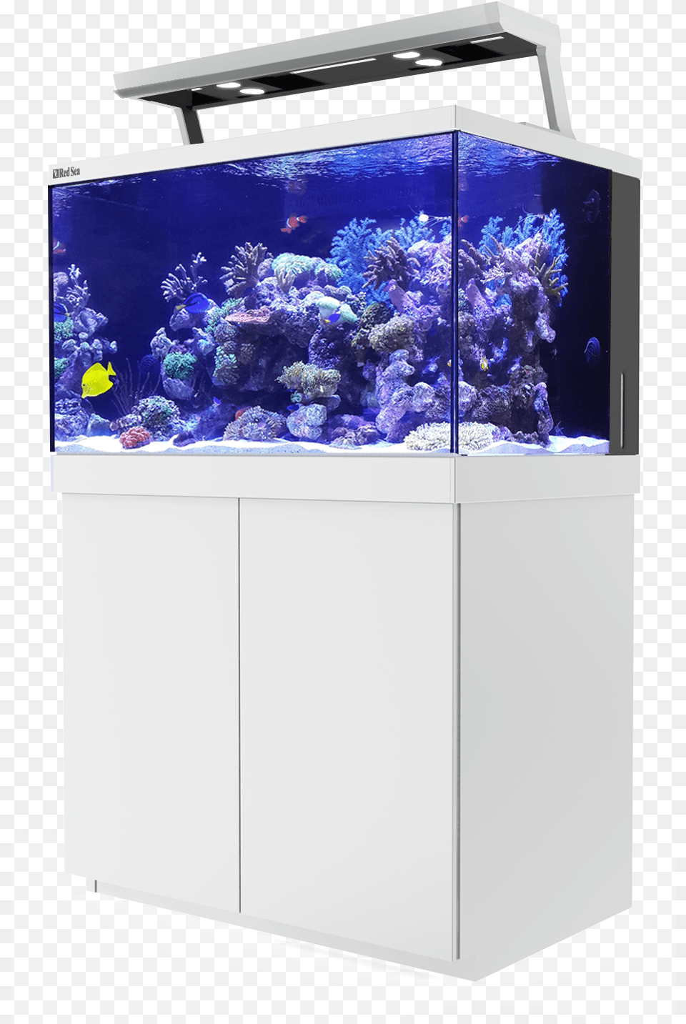Transparent Piping Aquarium, Animal, Fish, Sea Life, Water Png Image