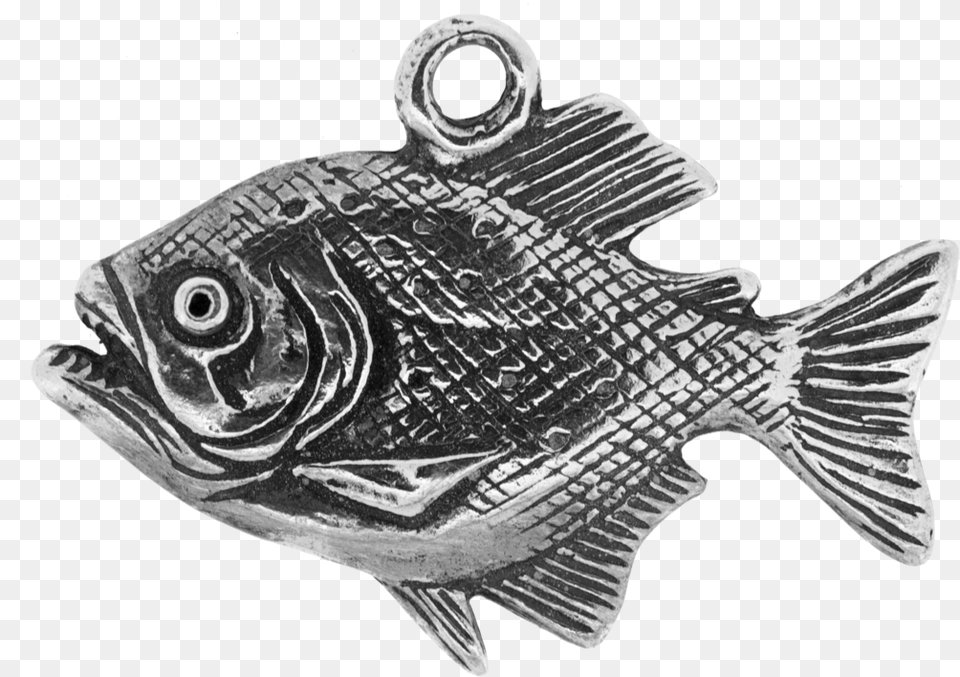 Transparent Piranha Bass, Animal, Fish, Sea Life Png