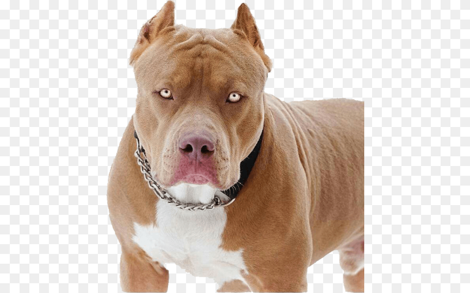 Transparent Pit Bull Pit Bull, Animal, Bulldog, Canine, Dog Png