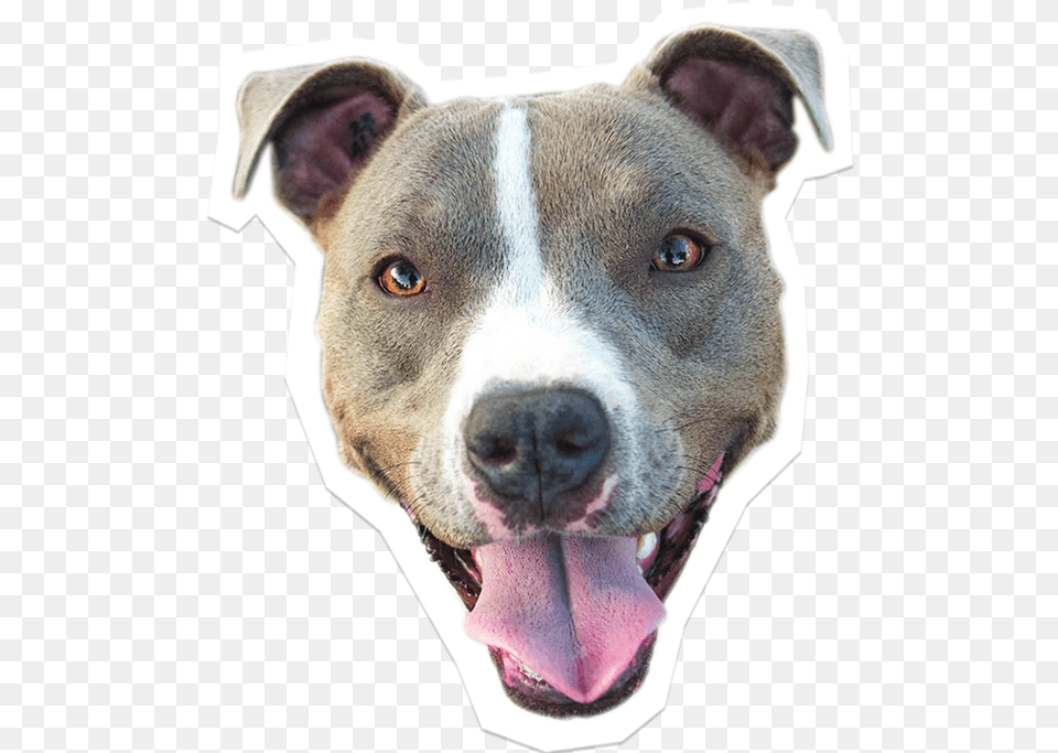 Transparent Pitbull Clipart Dog, Animal, Bulldog, Canine, Mammal Png Image