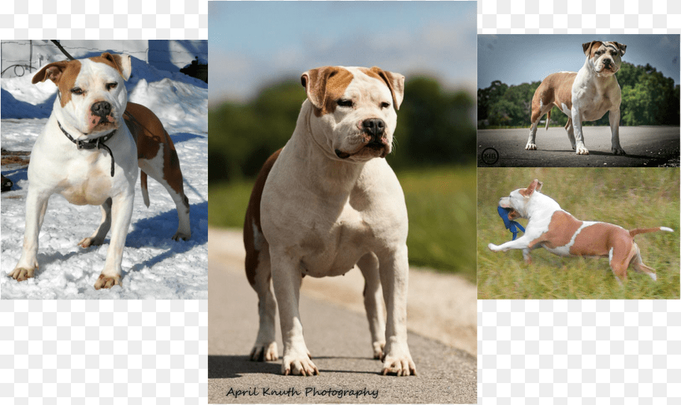 Transparent Pitbull Head Pit Bull, Animal, Bulldog, Canine, Dog Free Png