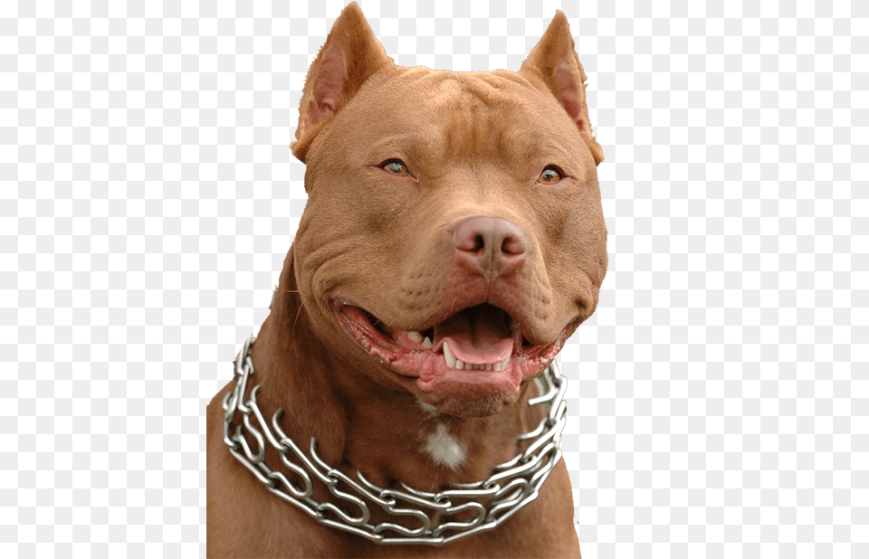 Transparent Pitbull Puppy Pitbull Gif, Animal, Bulldog, Canine, Dog Png