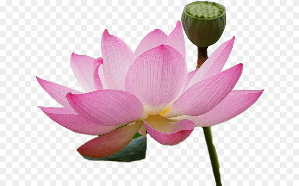 Transparent Pixabay Lotus Flower, Dahlia, Petal, Plant, Lily Png Image